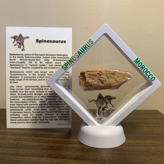 SPINOSAURUS EXTINCT DINOSAUR Bone Fossil in Display Case 25.99 PicClick