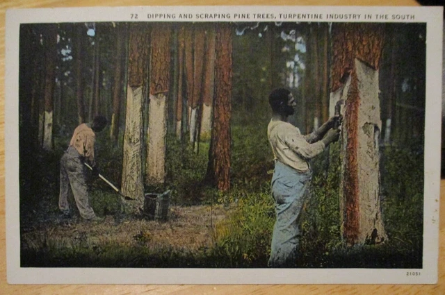Antique Southern Black Americana Post Card Turpentine Dipping Pine Trees
