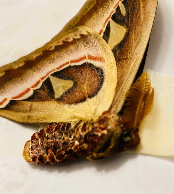 Attacus Atlas Moth (M) Papered Specimen Real Snake Head Moth Entomology