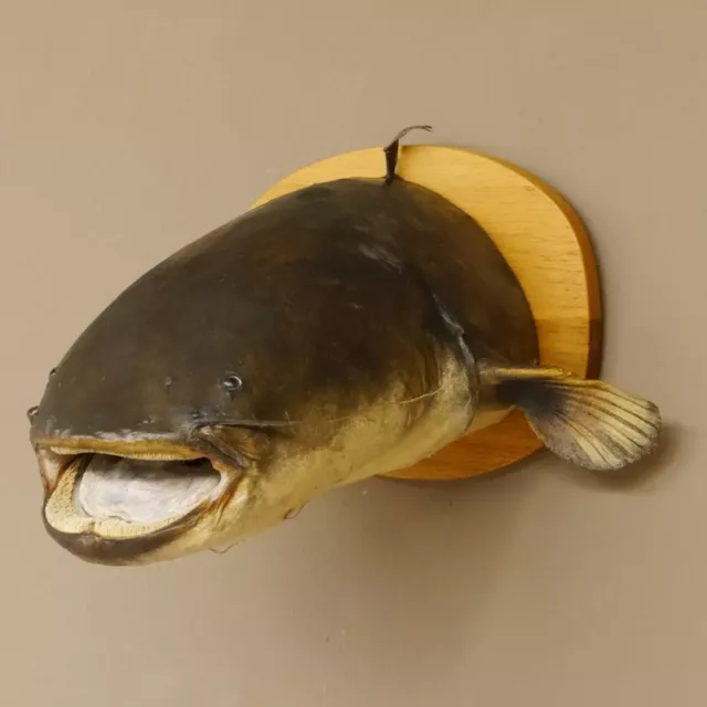 Wels Waller Schaidfisch Cabeza Preparado En Placa Pez Depredador Pescado