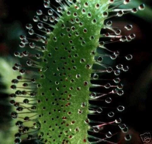 SEMILLA MOHO SOLAR la planta de interior carnívora, elimina preferiblemente la mosca.