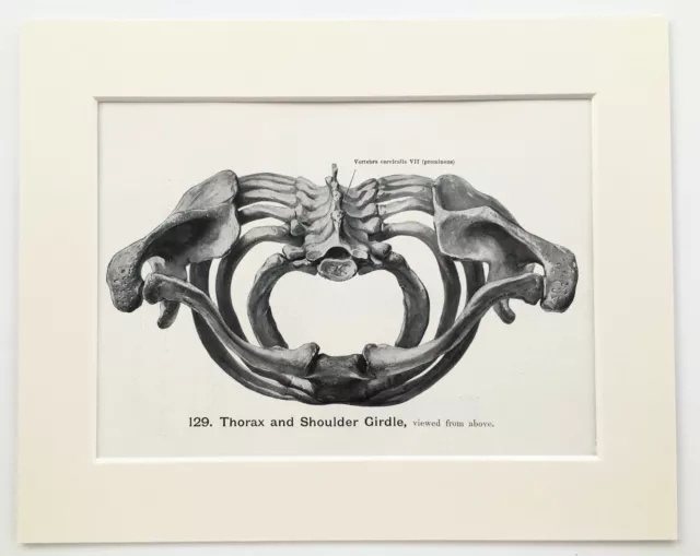 THORAX or RIBCAGE, SHOULDERS - HUMAN ANATOMY - 1930s Mounted Print