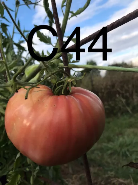 graine / seed tomate taille grosse variété "COEUR DE BOEUF ROSE"