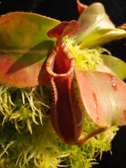 nepenthes Veitchii X Lowii X Boschianna X Veitchii Candy (SG)