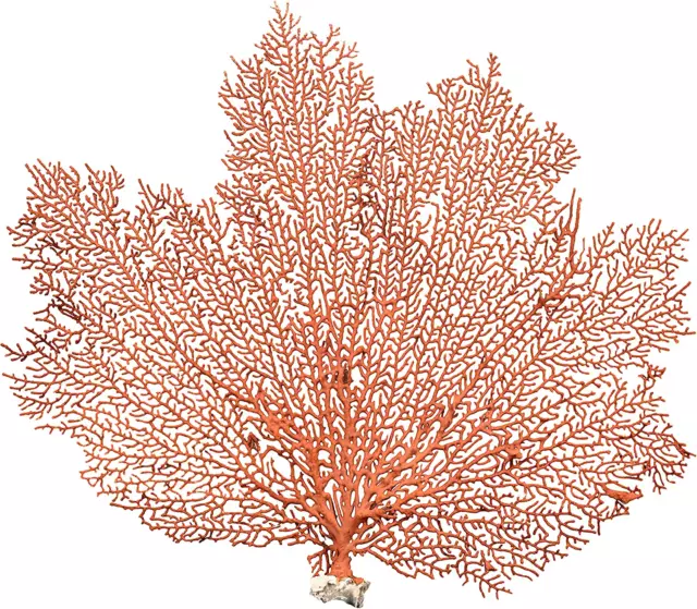 Sea Fan Coral | Orange 7" to 10" | Natural Real Piece of