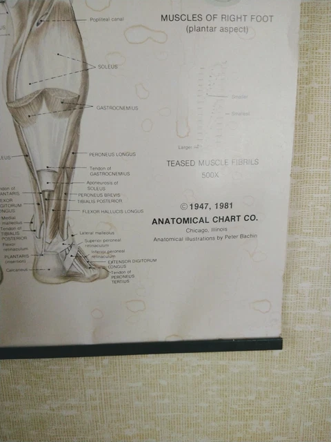 VINTAGE DIAGRAM POSTER Human Body Muscle Anatomy System Anatomical ...