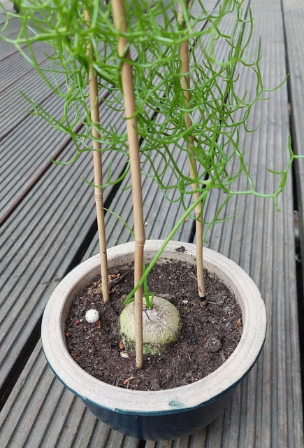Bowiea Volubilis Online Kaufen