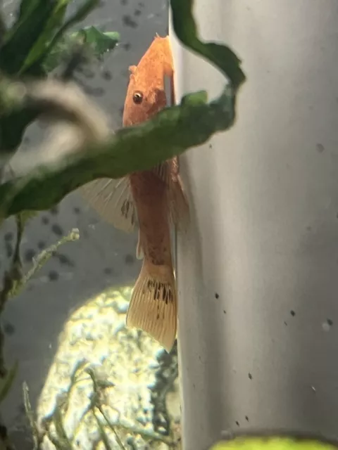 SUPER RED Bristlenose Pleco 2inch Ancistrus sp. Bushynose Plecostomus LIVE!