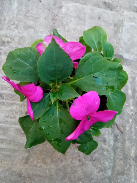 Planta Impatiens ALEGRIA Flor natural plantas FUCSIA para la sombra Ø 11 cm