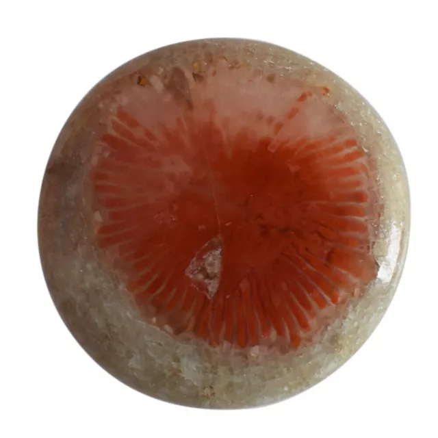 24 Cts Natural American Red Horn Coral Loose Gemstone Round Cabochon