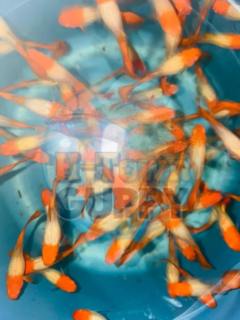 1 TRIO - Live Aquarium Guppy Fish High Quality - Abino Red Koi - USA Seller