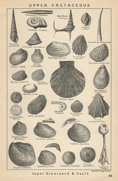 BRITISH FOSSILS. Upper Cretaceous - Upper Greensand & Gault. STANFORD 1907