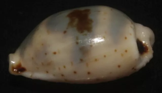Tonyshells SeashellsCypraea ursellus MUY GRANDE PEQUEÑO OSO COWRIE 14,7 mm gema, 3