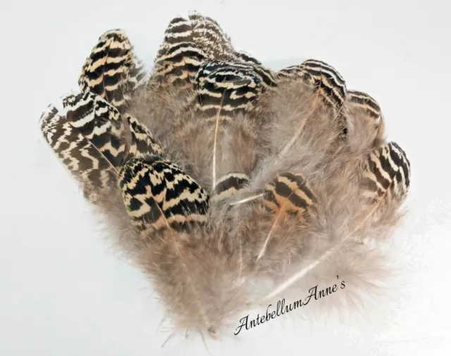 New Zealand Ethically Sourced Wild Male Peacock Striped Brown Feather Bundle