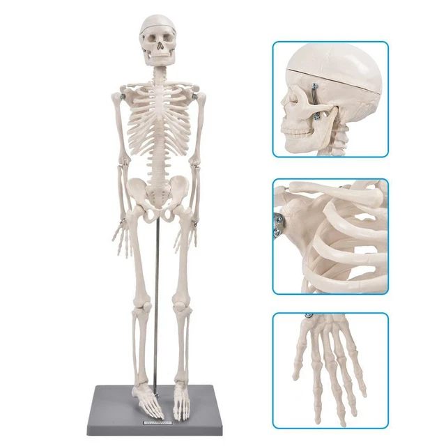 Menschliches Skelett Anatomie Anatomisches Modell Lehrmodell MedMod 80 cm Menschliches Skelett Anatomie Anatomisches Modell Lehrmodell MedMod 80 cm