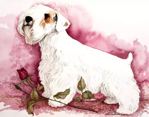 Sealyham Terrier Limited Edition Giclee Art Print "ROSE"