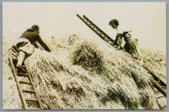 Social History Working Life Roof Thatching 1940 Nostalgia Series Postcard