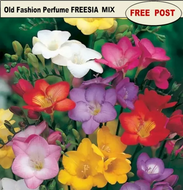 FREESIA BULBS - Old Fashioned - Perfume Mix - 25 Bulbs