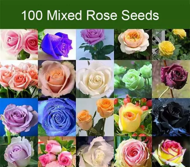 500pcs Mixed Rose Plant Perennial Shrub Flower Seeds For Garden Decor