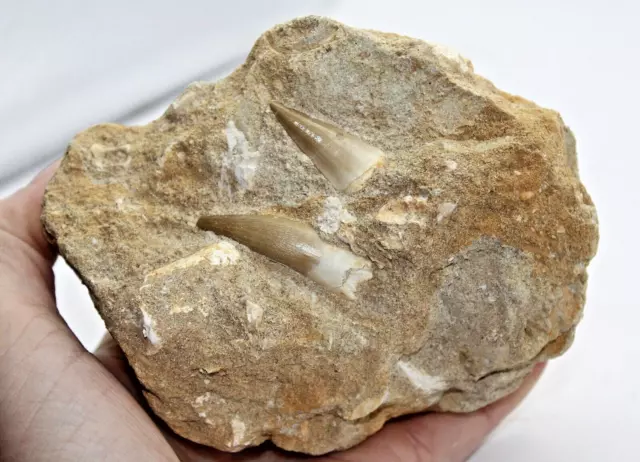 Original fossiler Mosasaurierzahn mit Plesiosaurierzahn Kreidefossilien WS13.MSPL