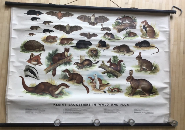 Schulwandtafel Lehrtafel Kleine Säugetiere in Wald und Flur, Vintage