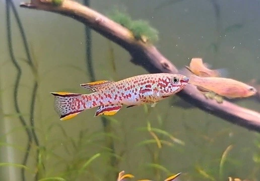 Fundulopanchax Gardneri Killifish(2 Pairs) Juvenile