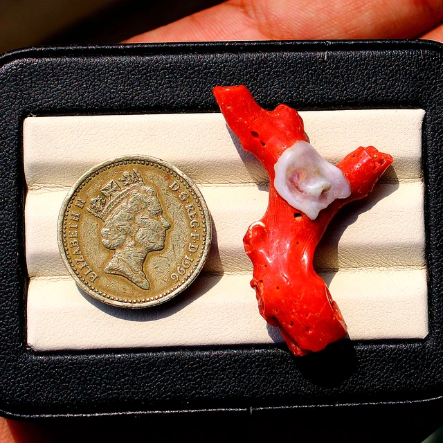 BRANCHE DE CORAIL Rouge EUR 40,00 - FR