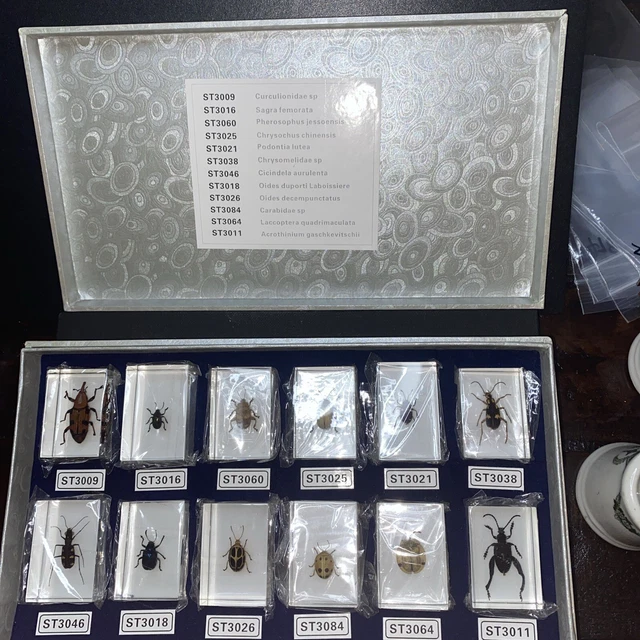 12 BUG INSECT Specimen Box Set in 12 Small Clear Resin Block Education