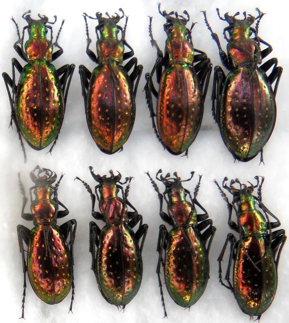 Chrysis Rutilans ENTOMOLOGIE COLÉOPTÈRES C.CHRYSOTRIBAX rutilans ssp.rutilans EUR 20,00 ...