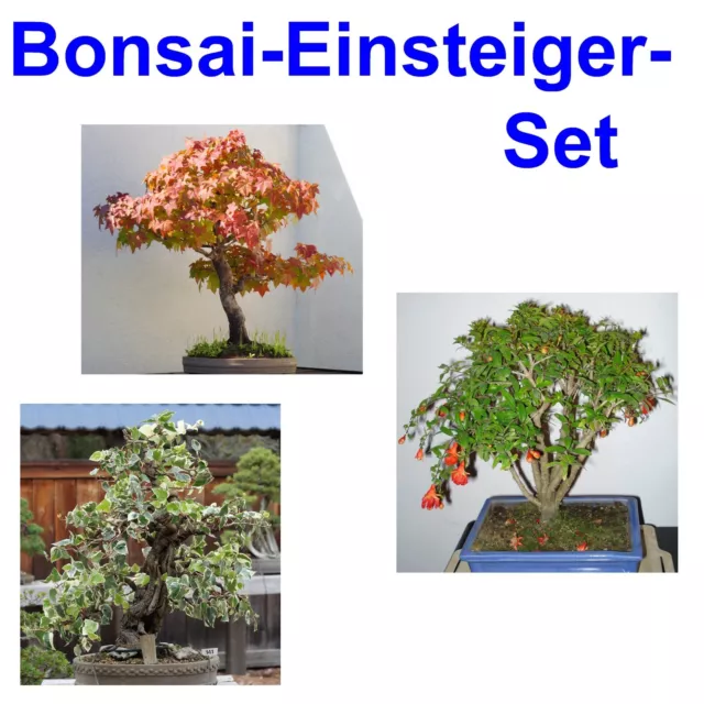 SAMEN Bonsai Samen Topfpflanzen Balkon Balkon Saatgut 3 Sorten i! EINSTEIGER SET