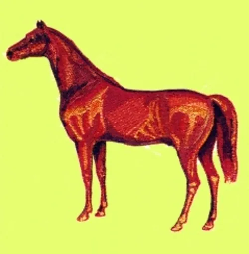 Embroidered Ladies T-Shirt - Arabian Horse BT1542 Sizes S - XXL