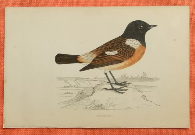 STONECHAT Schwarzkehlchen Lithographie  1860  F. O.  Morris Ornithologie