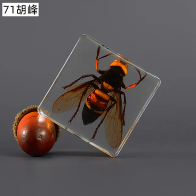 Wasp Small Animal Hornet Insect Resin Specimen Teaching Clear Paperweight Gifts