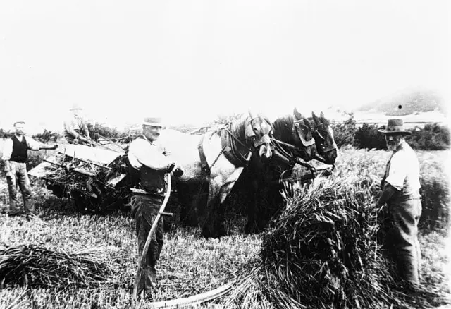 1915 Harvesting grain Two horses draw the harvester Australia OLD PHOTO