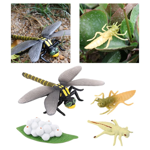 4 STAGES LIFE Cycle of a Dragonfly, Dragonfly Toy Figure Painted Model