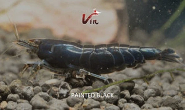 10+1 Painted Black SS Freshwater Neocaridina Shrimp + 12 Rare Buce Plants.  LAG