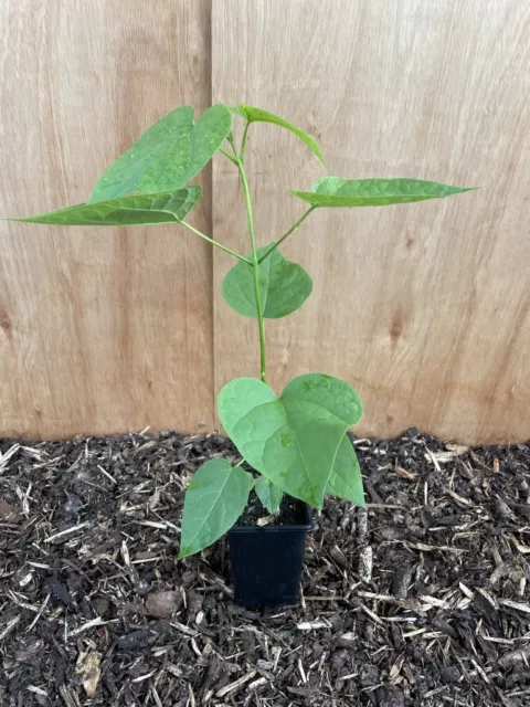 Indian Bean Tree - Catalpa bignonioides - 20/40cm Sapling - 9cm Pot