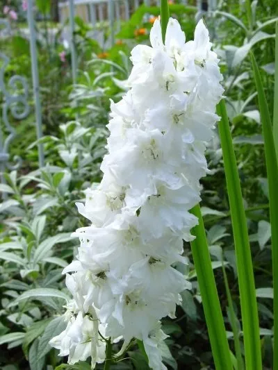 Géant Pure Blanc Delphinium Semences Florales/Pérenne