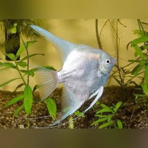 1 Live Platinum Angelfish Size Medium Premium Freshwater Tropical Fish Grade A++