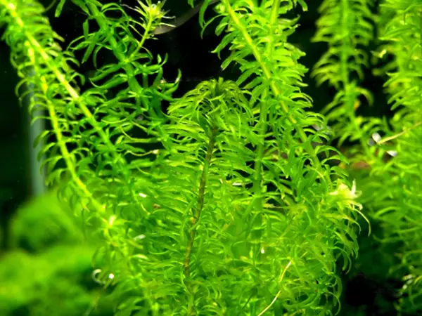 Egeria Najas Pondweed Narrow Leaf Anacharis Aquatic Pond PlantMON-THURS POST