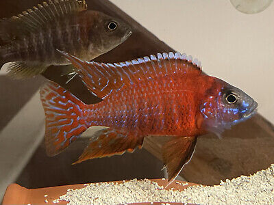 6 African Cichlid Ruby Red Peacock offsprings