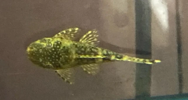 2x Pleco 2 Inch+ Juveniles Bristle Nose
