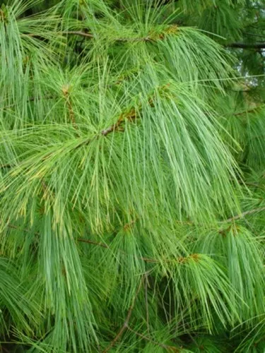Pinus patula (Mexican Weeping Pine) - 10 seeds