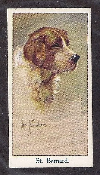 1924 UK Leo Chambers Dog Art Head Study Moustafa Cigarette Card SAINT ST BERNARD