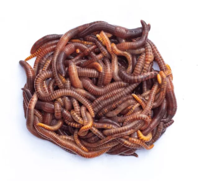 Swell Reptiles Livefood Dendrobaena Earthworms - 50-75mm - Approx. Qty 35