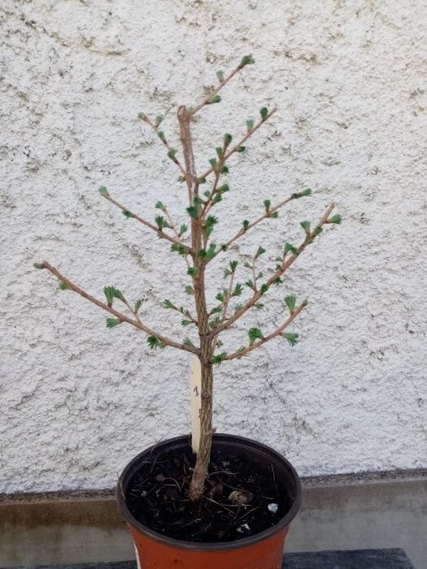 Bonsai - Pré bonsai mélèze du Japon 1