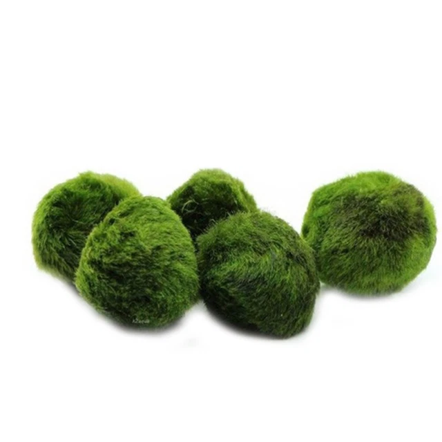 10pcs Marimo Moss-Aquariumpflanzen Terrarium Cladophora Tank Ornamente sauberes