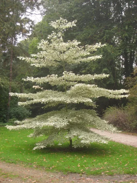 Wedding Cake Tree / Cornus controversa 'Variegata' 1-2ft Tall In a 3L Pot 3