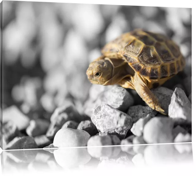 kleine Schildkröte auf Steinen schwarz/weiß Leinwandbild Wanddeko Kunstdruck