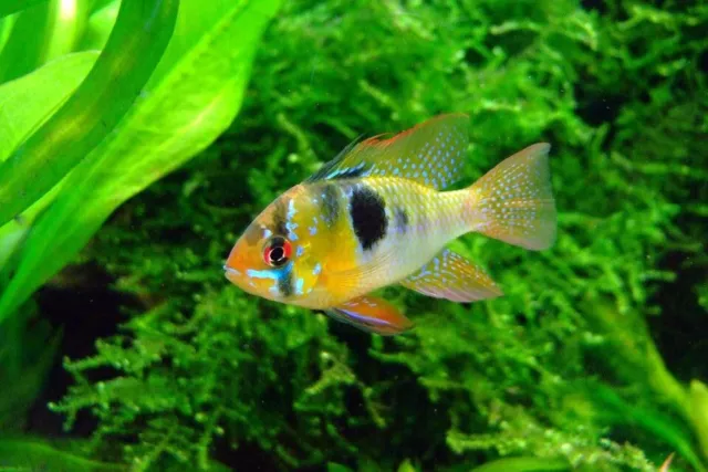 German Blue Ram Cichlid Live Tropical Freshwater Fish Aquarium Fish